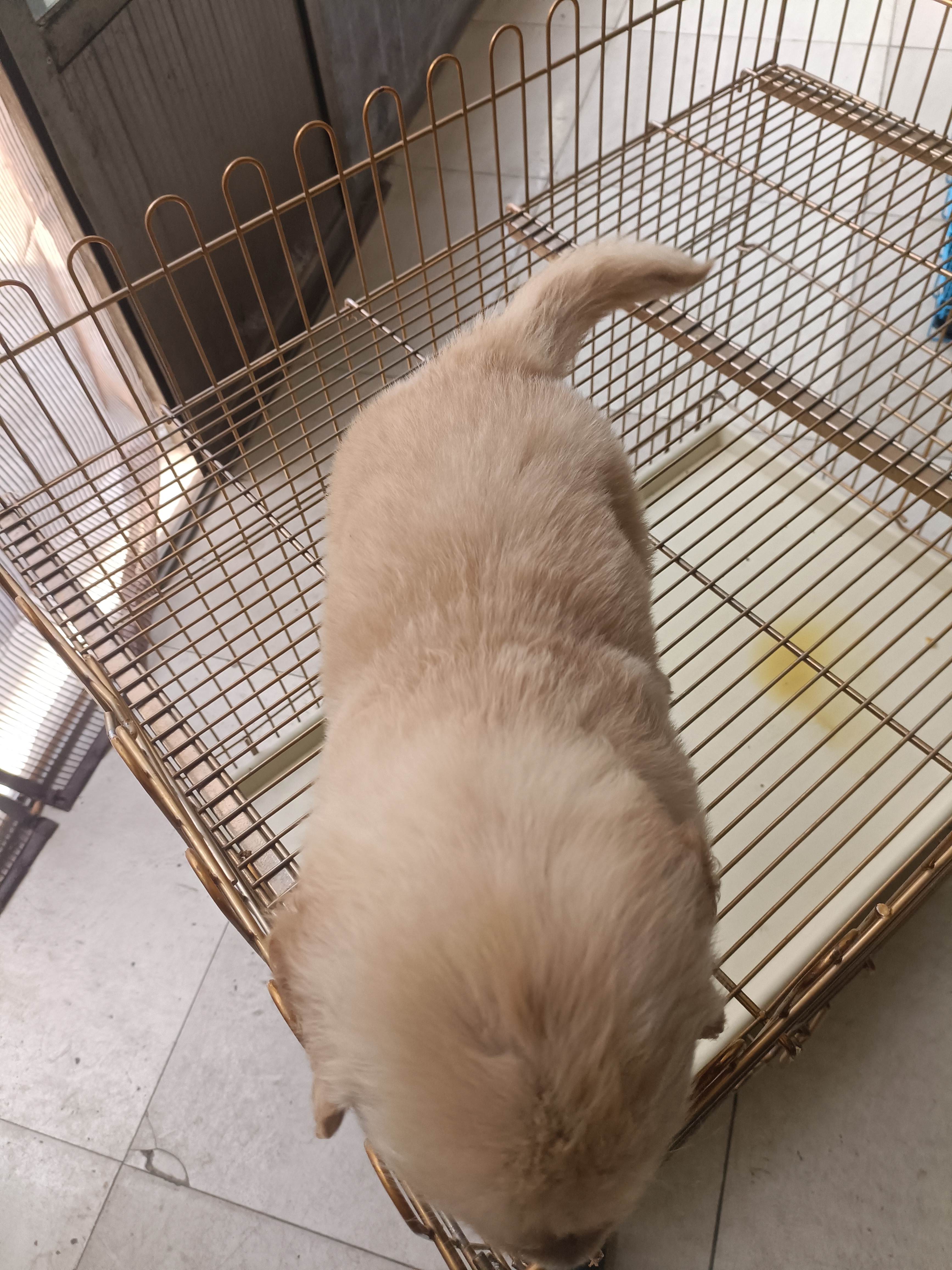 金毛。肥嘟嘟的。可以视频看狗,确认下单,平台第三方机构。安全保障